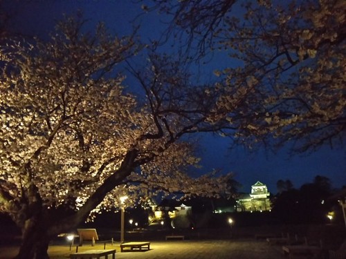 20200331 桜2金沢城公園1.jpg