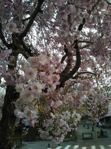 20200411 金沢城公園の桜1.jpg
