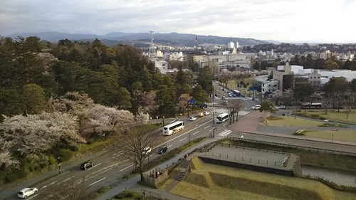 20200411 金沢城公園の桜13.jpg