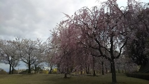20200411 金沢城公園の桜2.jpg