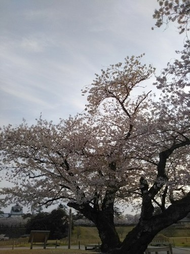 20200411 金沢城公園の桜27.jpg