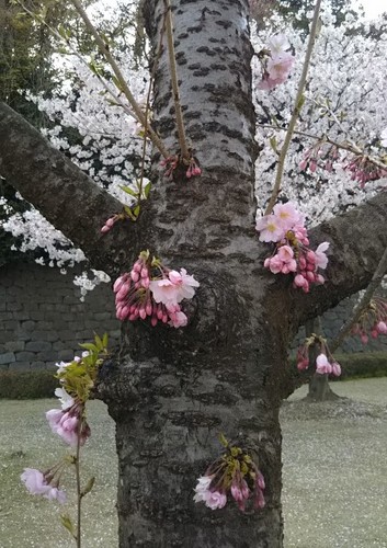20200411 金沢城公園の桜3.jpg