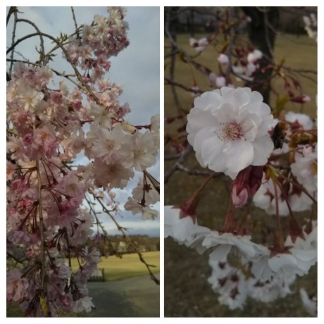 20200411 金沢城公園の桜8.jpg