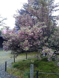 20200426 尾山神社菊桜.jpg