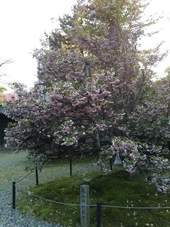 20200430 尾山神社菊桜.jpg