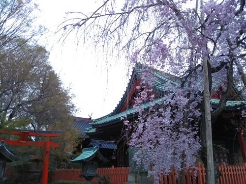 20210406 桜＠尾崎神社.jpg