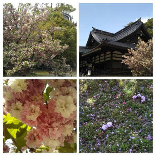 20210501 尾山神社菊桜.jpg