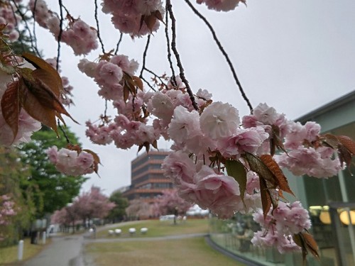 20230415 八重桜.JPG